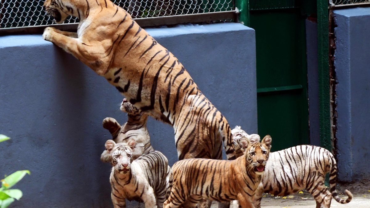Tigress and cubs enjoy enclosure at Patna Zoo on Tiger Day