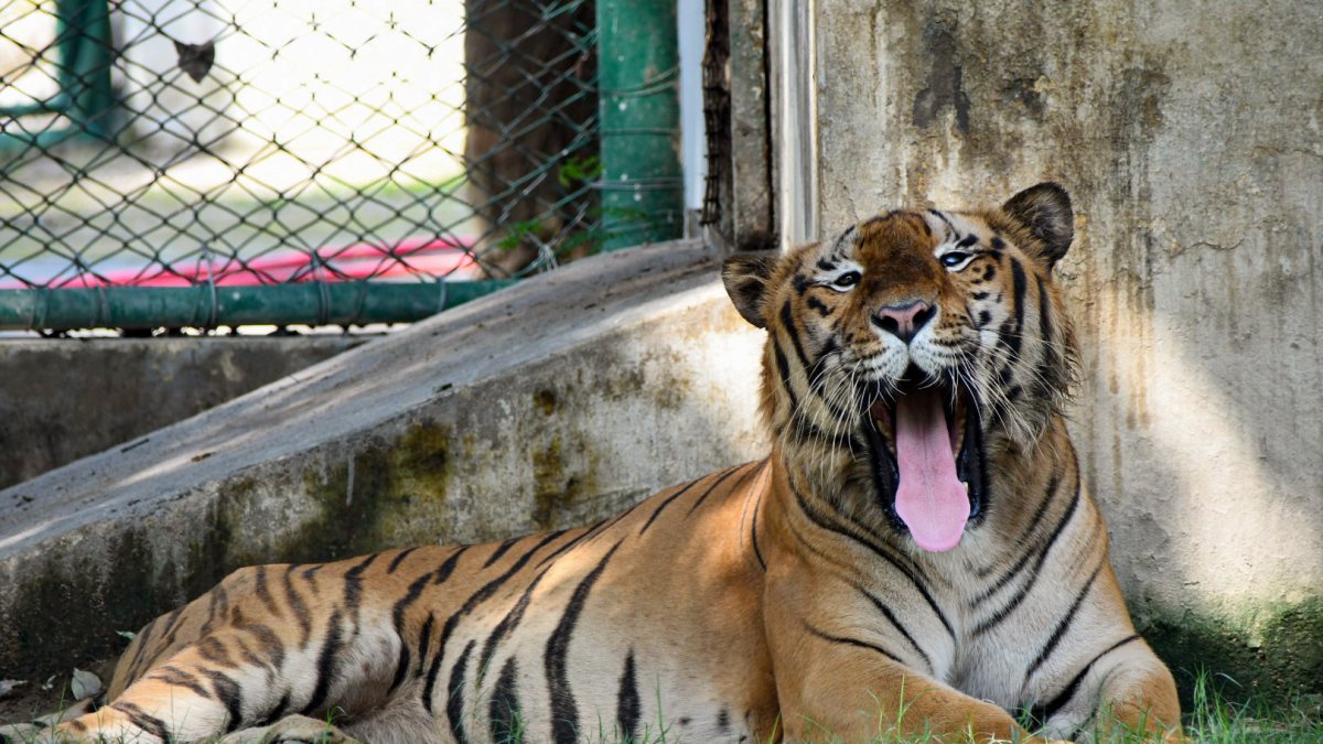 Tiger yawns at Kanpur zoo on International Tiger Day