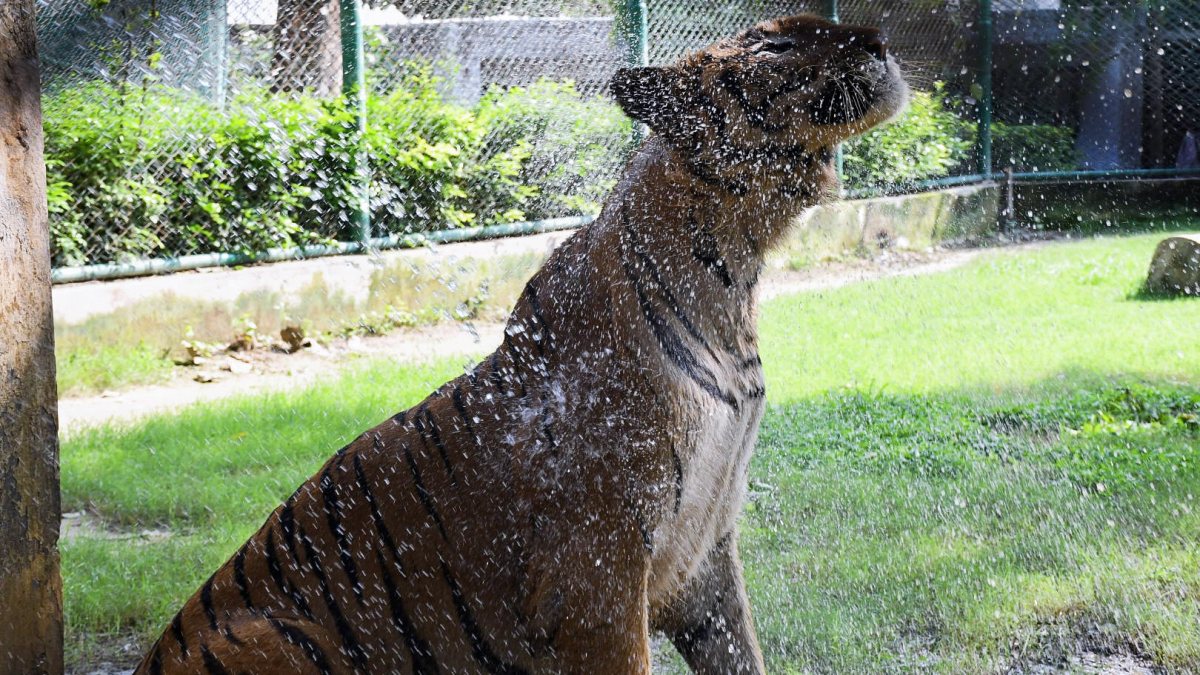 Tiger cools off with water splash at Kanpur zoo on International Tiger Day