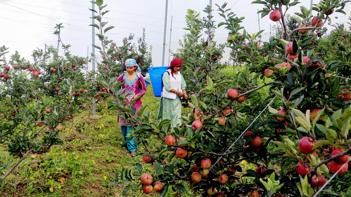 Women farmers harvest apples in Shimla orchard