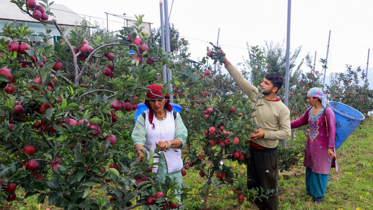Farmers harvest apples in Shimla orchard during peak season
