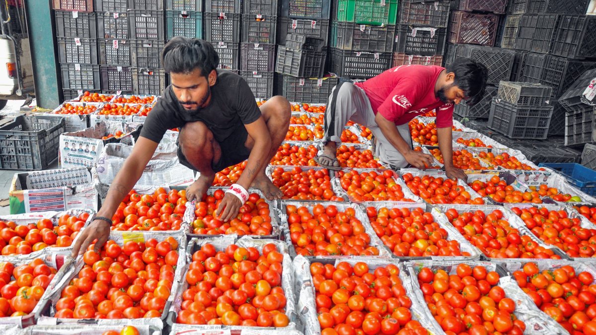 Tomatoes sorted and packed at Kullu facility during harvest