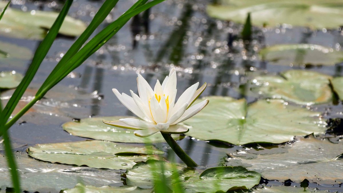 White water lily blooms in Nagaon lake