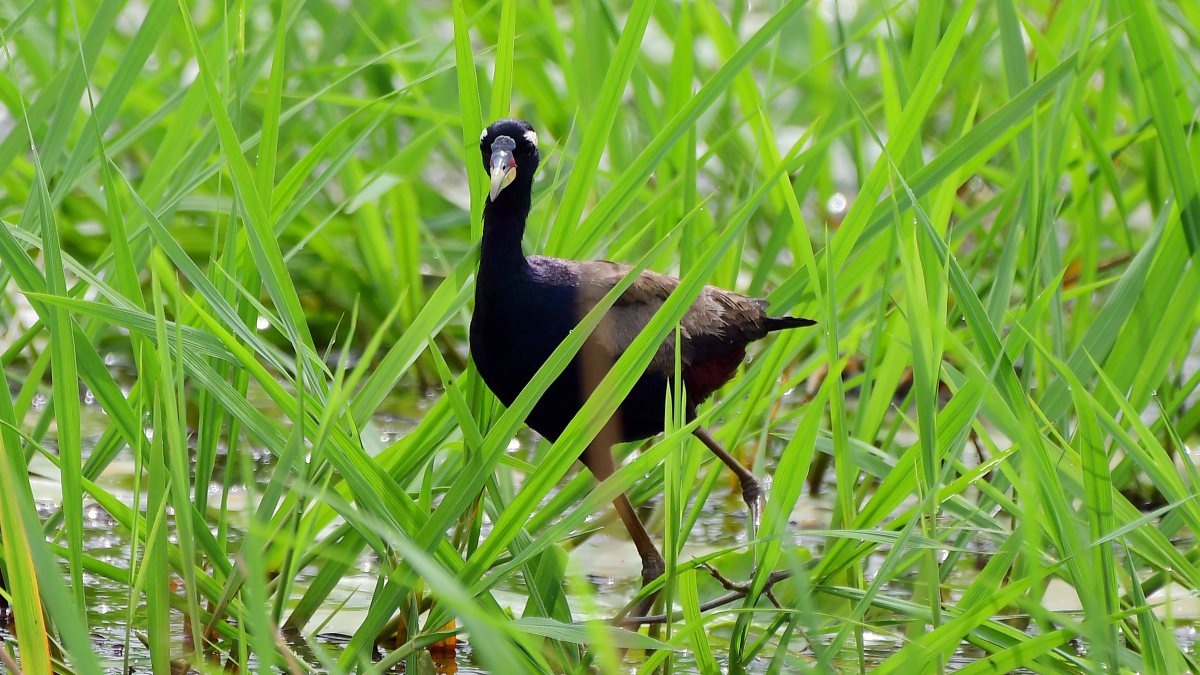 Bronze-winged jacana forages in Nagaon paddy fields