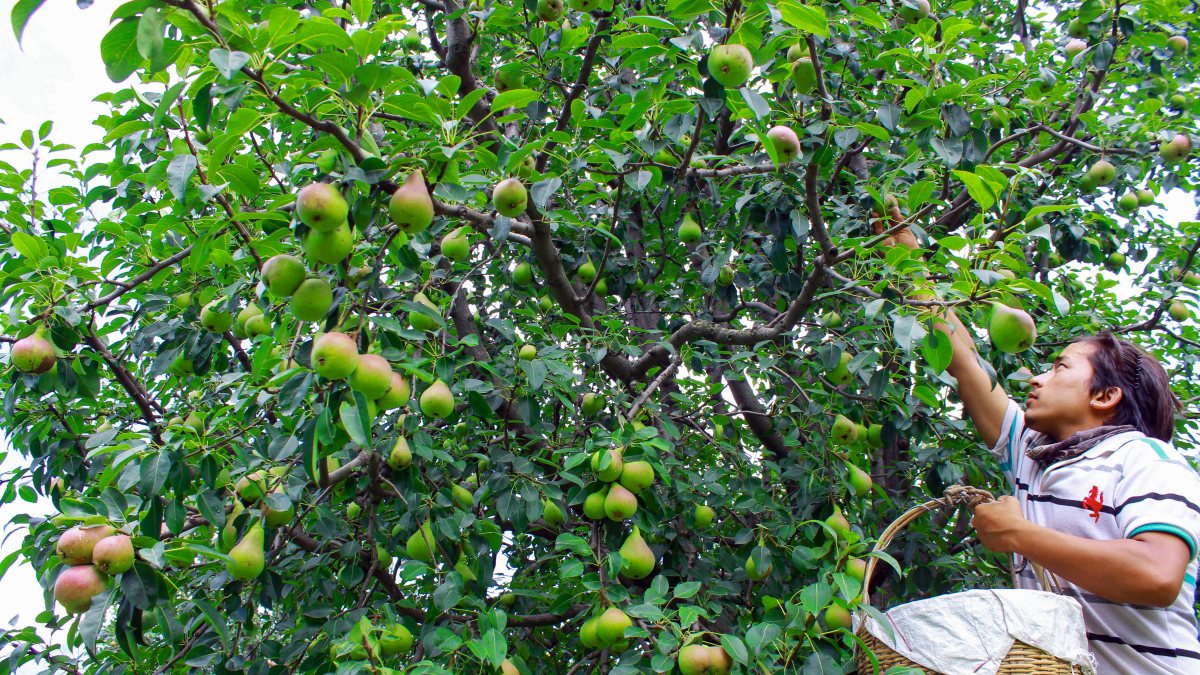 Kullu pear season peaks as farmers harvest orchards