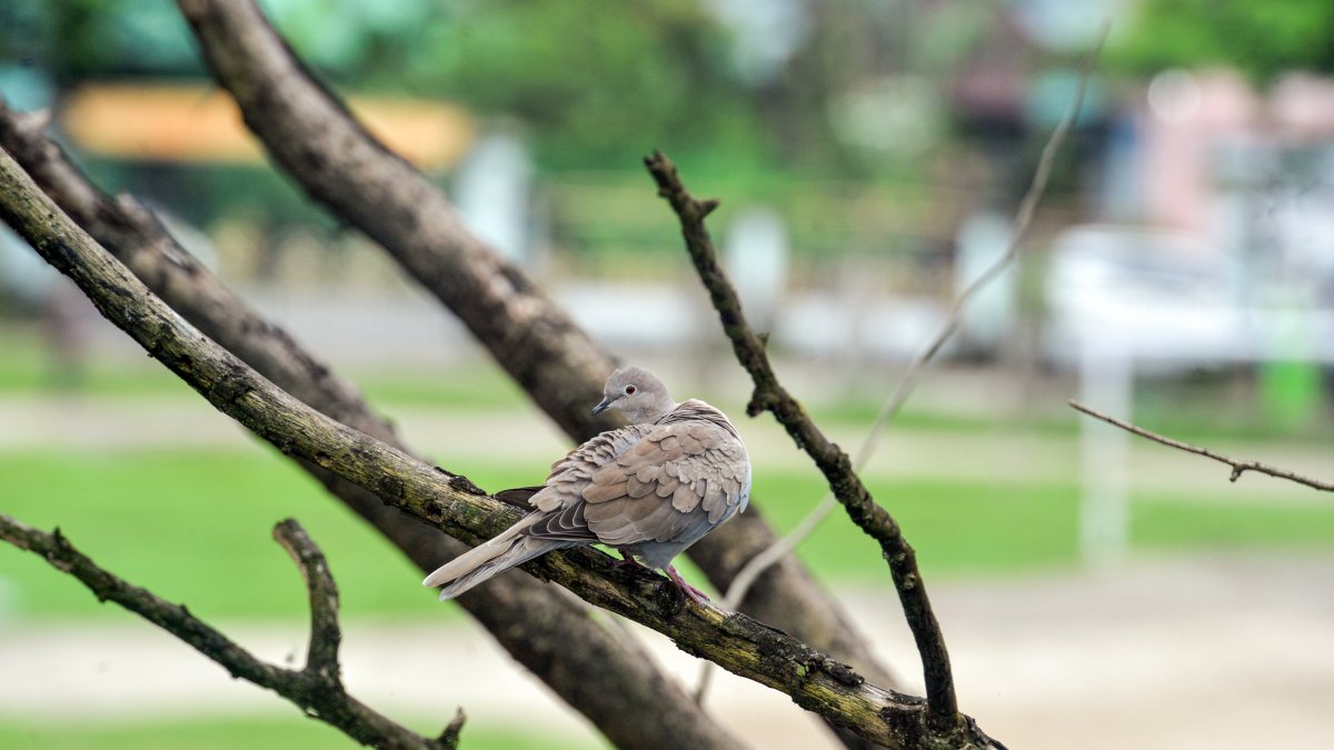 Eurasian collared dove perches on a branch in Siliguri
