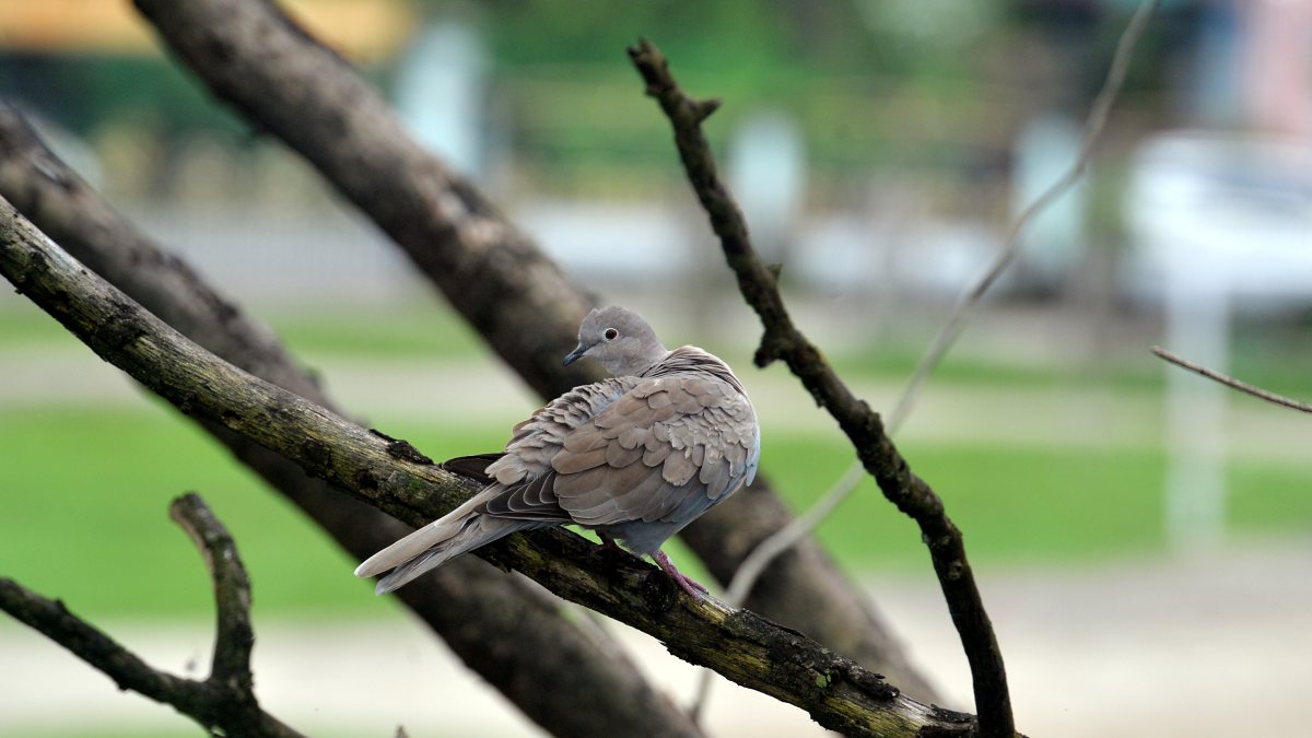 Eurasian collared dove perches on tree branch in Siliguri