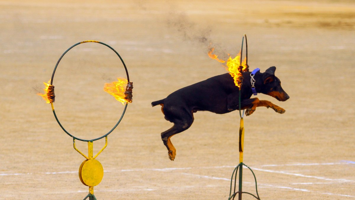 Chennai police dog squad performs at medal ceremony