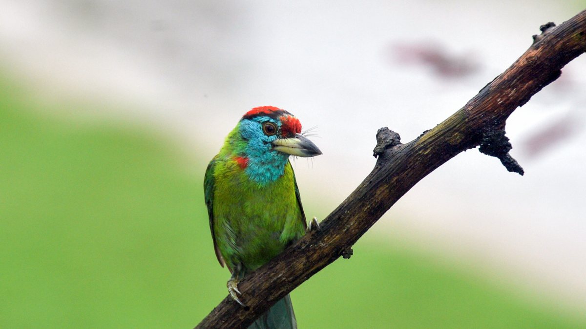 Blue-throated Barbet perches on branch in Siliguri