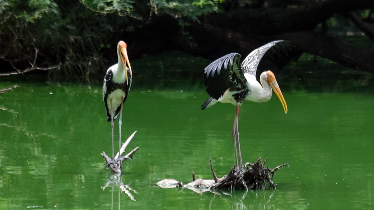 Painted storks perch on a log at Delhi Zoo pond
