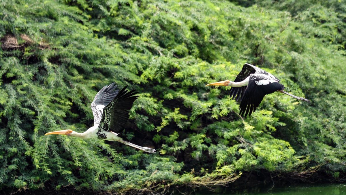 Painted storks soar over Delhi Zoo pond