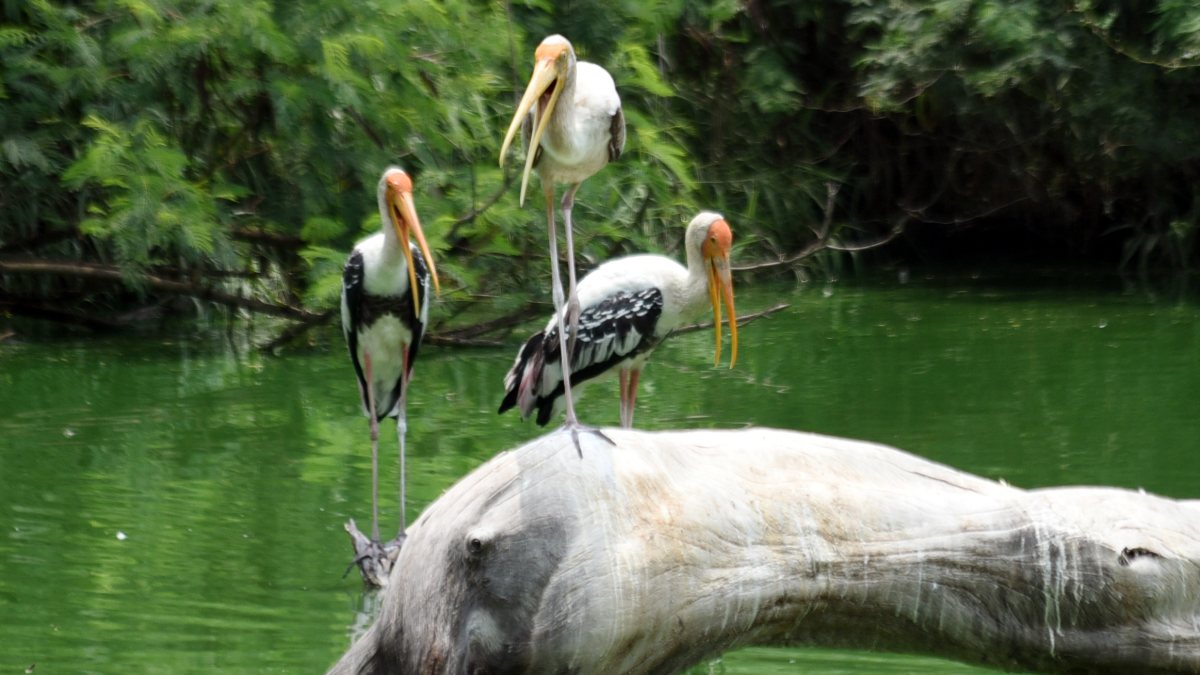 Painted storks roost at Delhi Zoo pond
