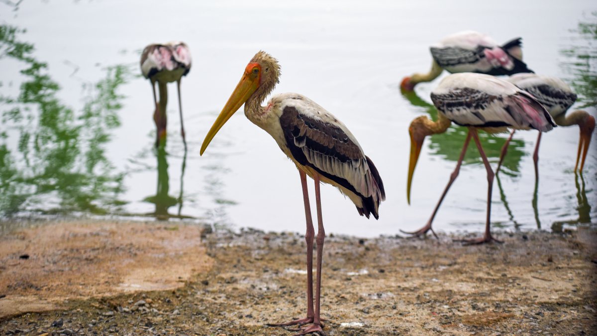 Painted storks spotted at Delhi Zoo