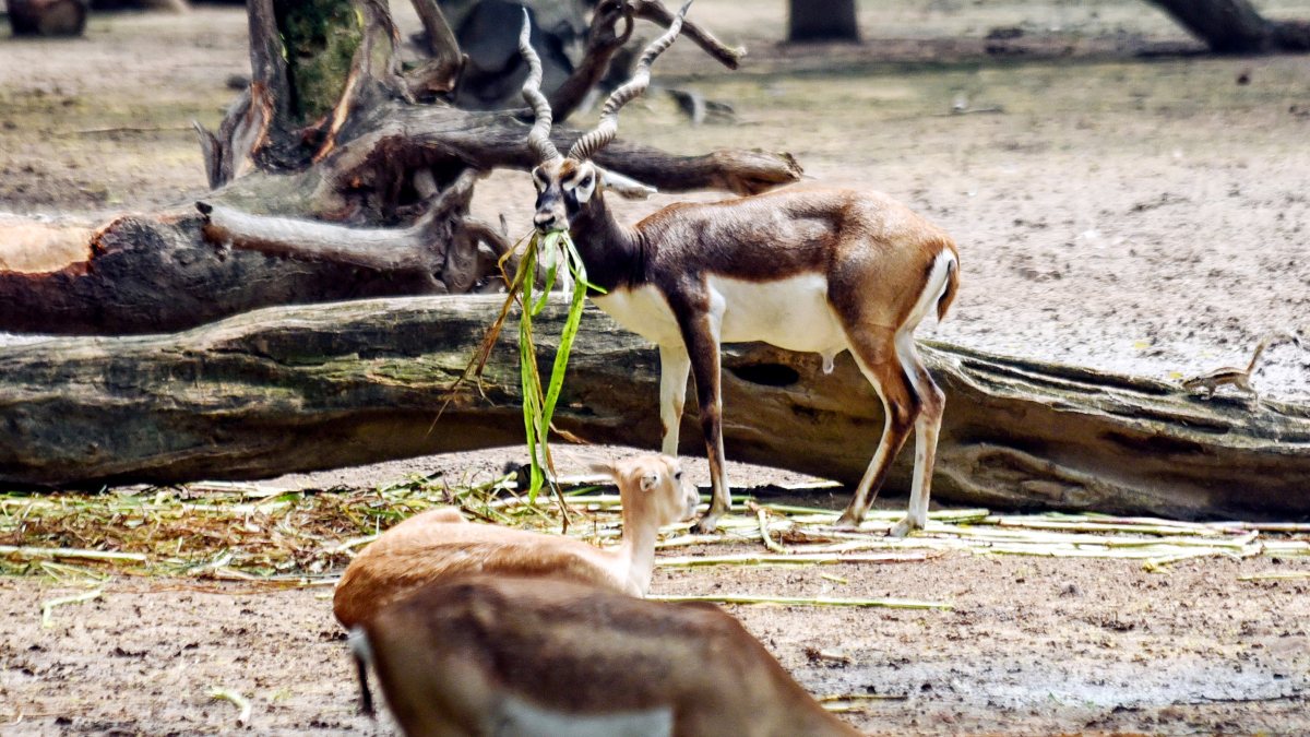 Blackbuck chews fodder at Delhi Zoo