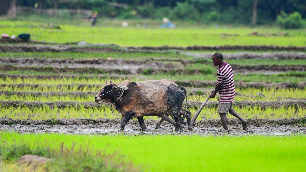 Farmer ploughs paddy field with oxen in Nagaon
