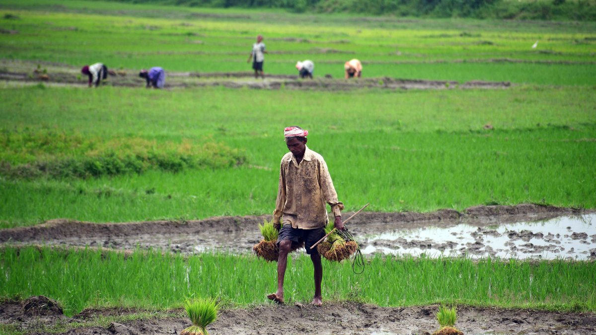 Farmers work in paddy fields amid monsoon in Nagaon