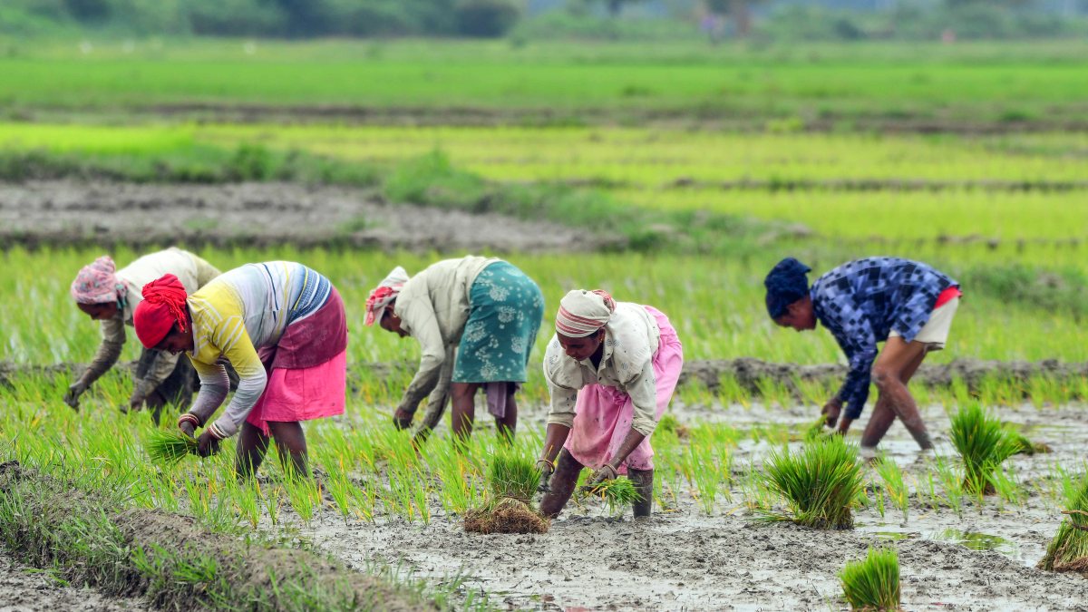 Women plant paddy saplings in Nagaon field