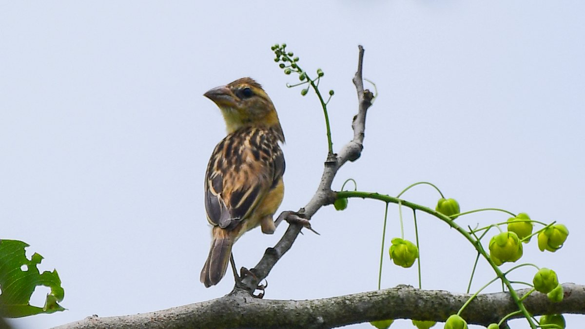 Baya weaver bird perches on a tree in Nagaon