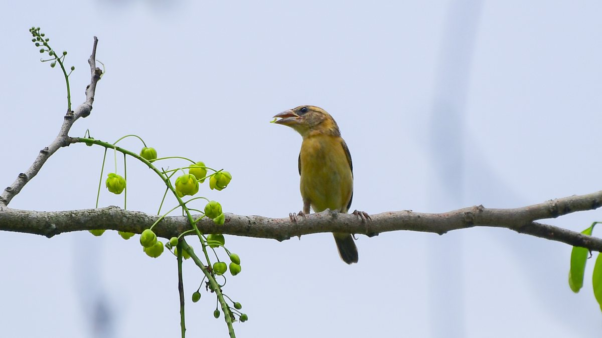 Baya weaver bird perches on a tree in Nagaon