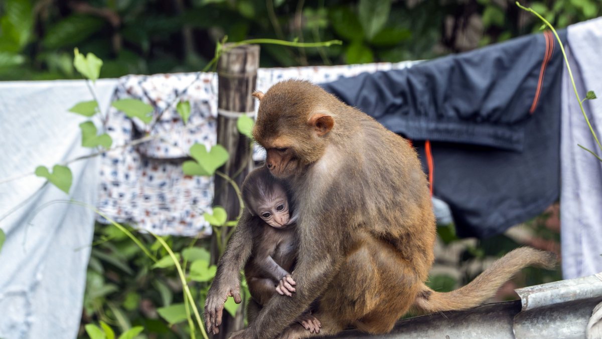 Monkey cradles infant on metal fence in Guwahati