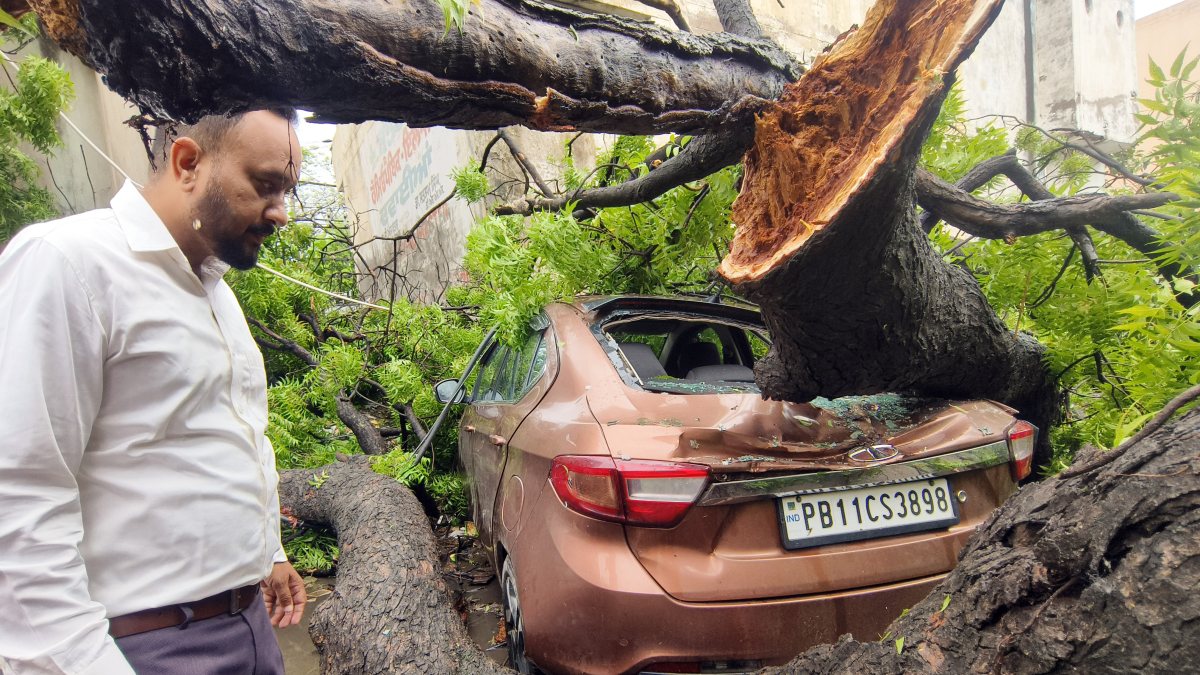 Heavy rains uproot tree, crush car in Patiala