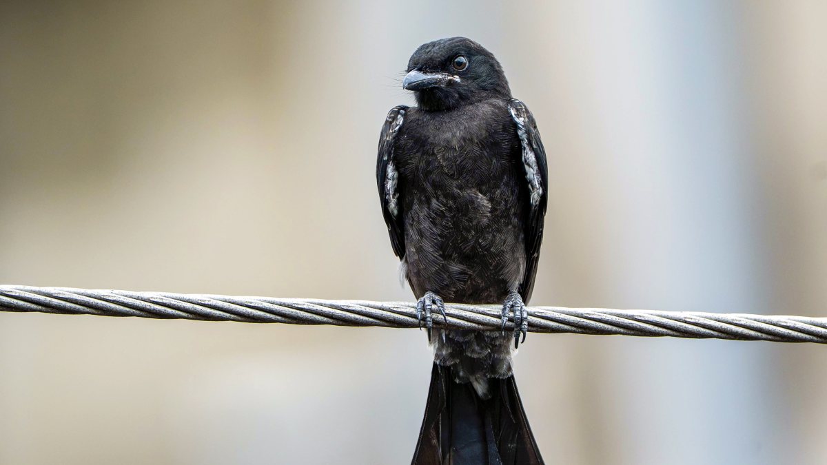 Black drongo perches on wire in Morigaon