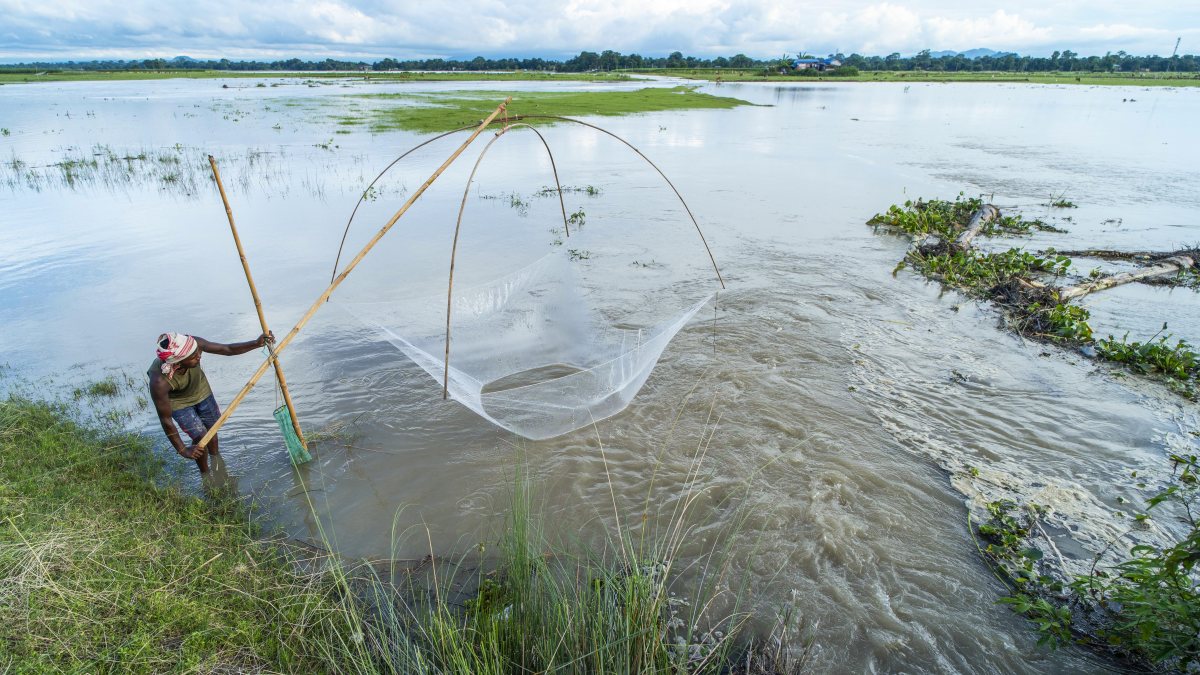 Fisherman works bamboo lift net in flood-hit Morigaon fields