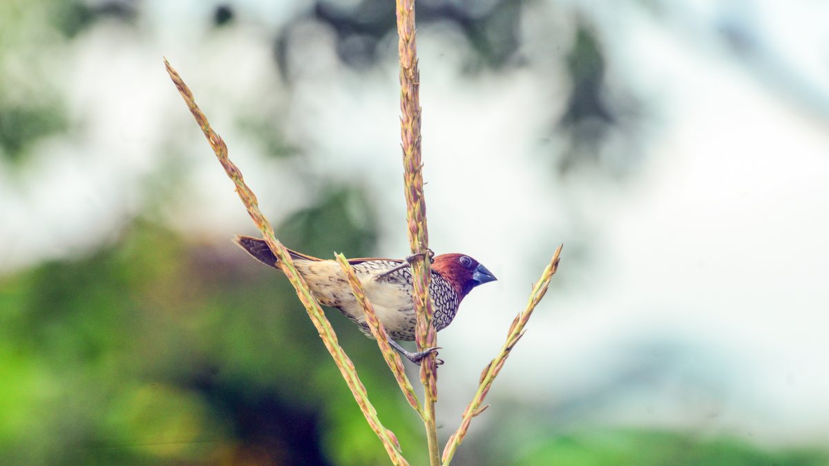 Scaly-breasted munia perches on branch in Siliguri
