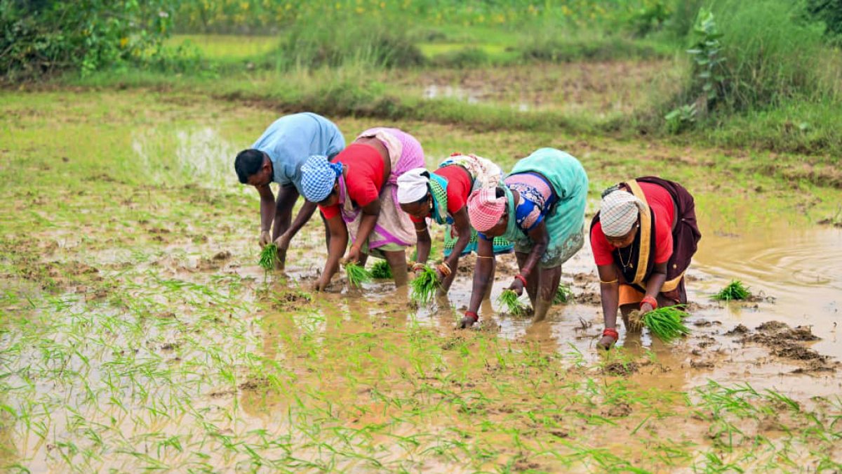 Farmers plant paddy saplings in Jashpur fields