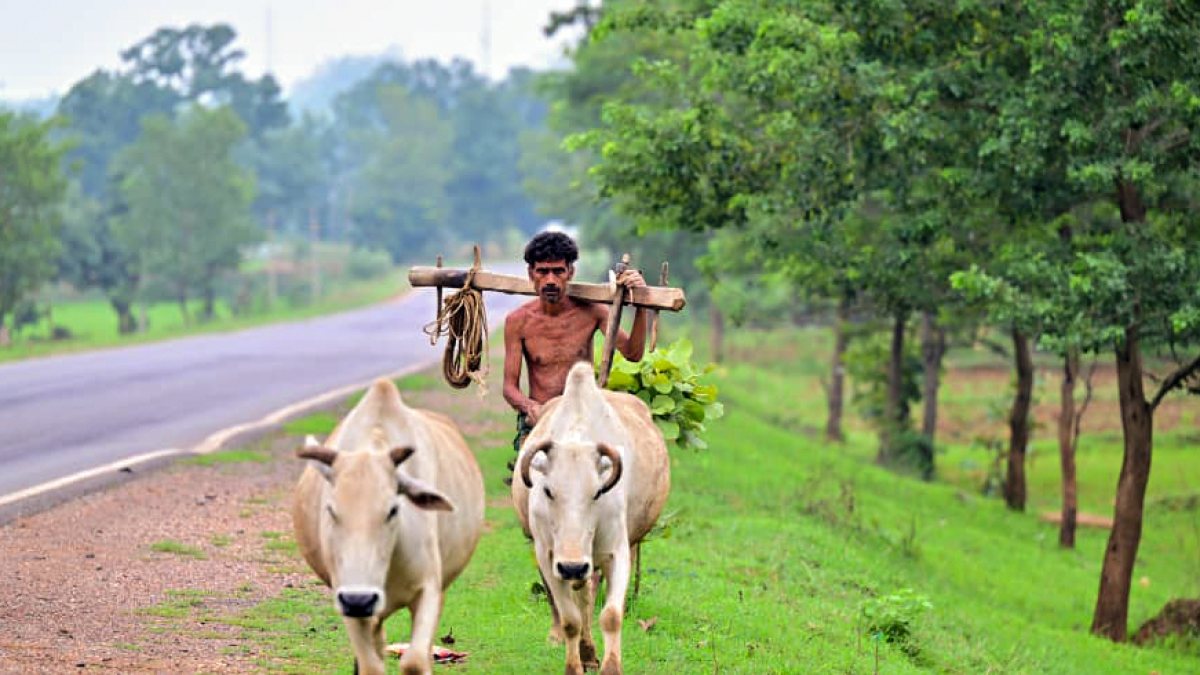 Farmer walks with cattle in Jashpur field
