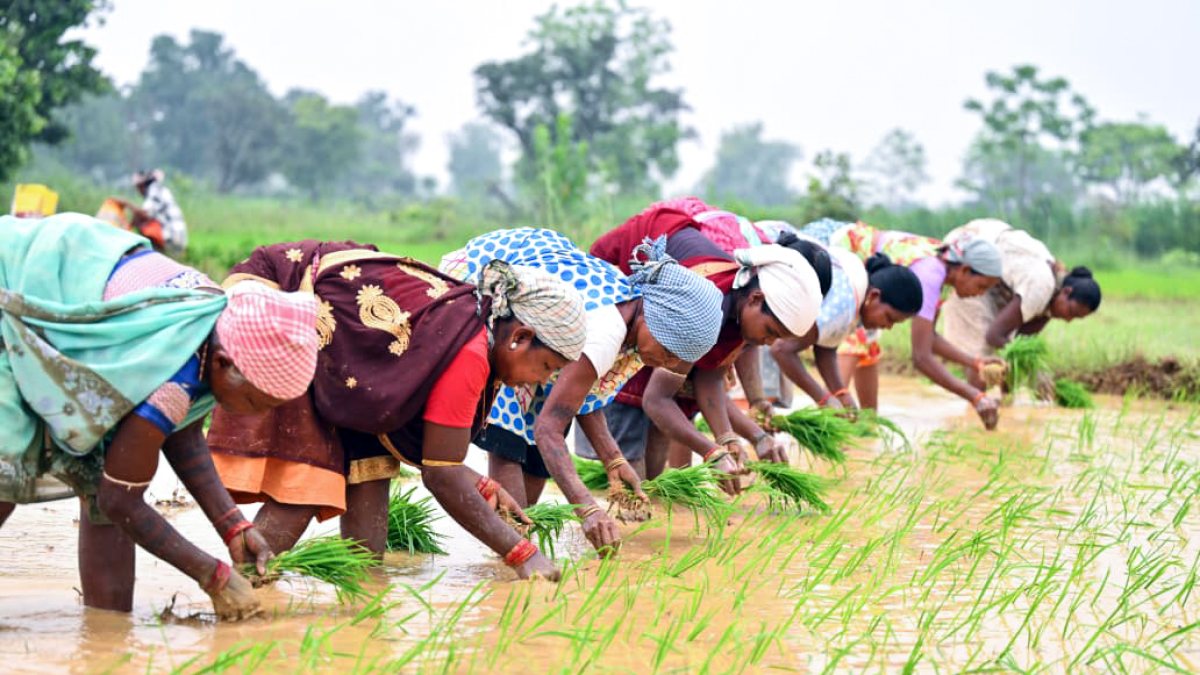 Farmers plant paddy saplings in Jashpur fields