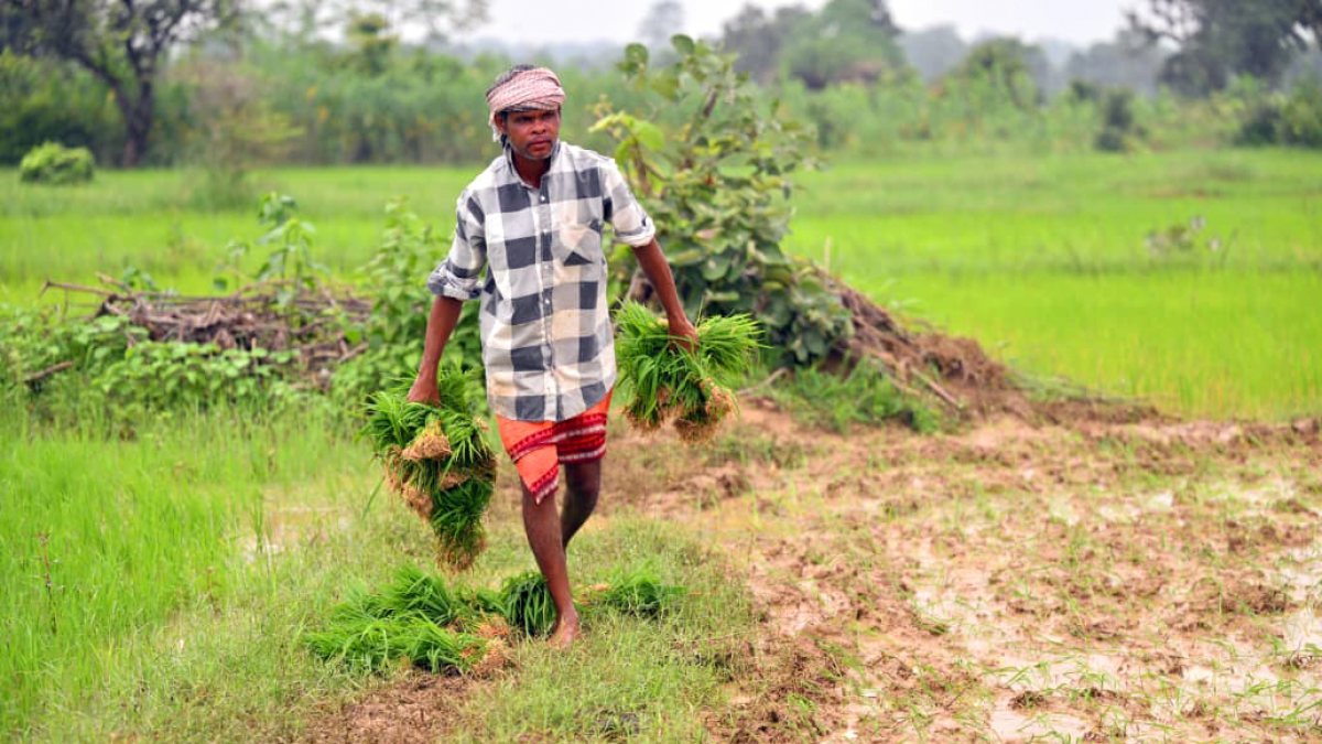 Farmer carries paddy crop harvest in Jashpur field