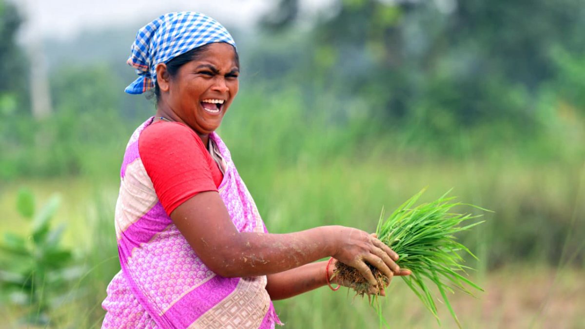 Female farmer holds paddy saplings in Jashpur field