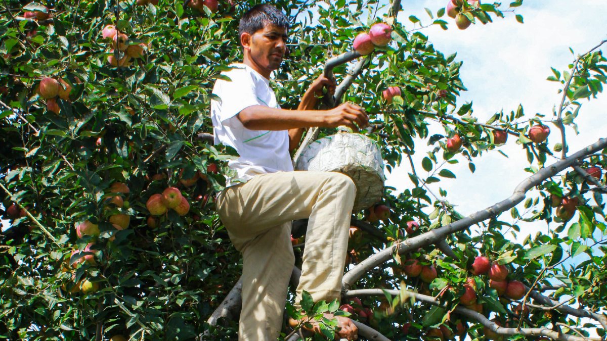 Apple harvest begins in Kullu orchards