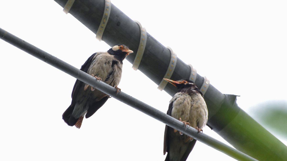 Rain-soaked mynas perch on poles in Ghaziabad