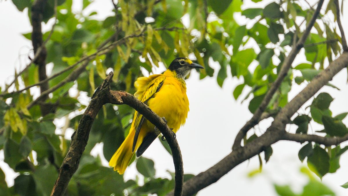 Black-hooded Oriole perches on branch in Siliguri