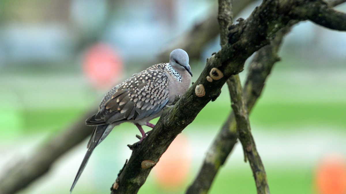 Spotted dove perches on tree branch in Siliguri
