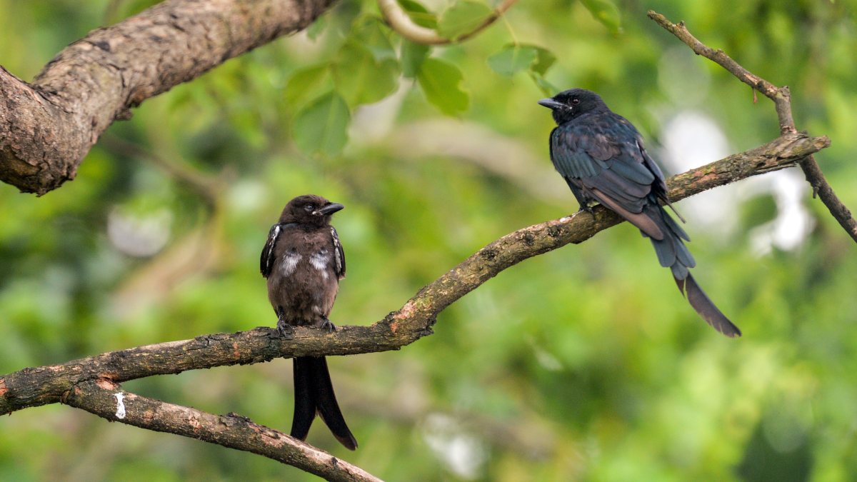 Black drongo birds perch on tree branch in Siliguri