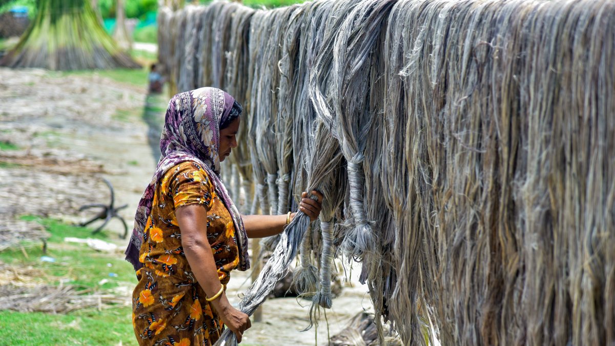 Women dry jute fibres by Brahmaputra in Kamrup