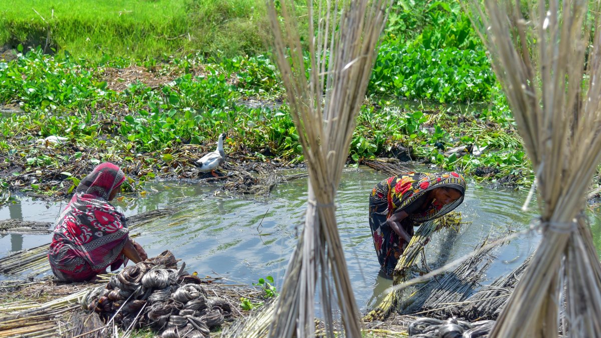 Women extract jute fibres in Kamrup village