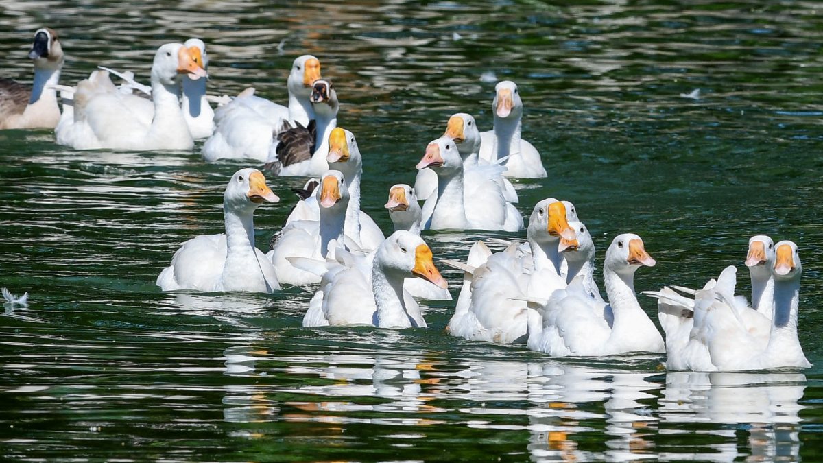 Geese flock swims at Jorpukhuri pond in Guwahati