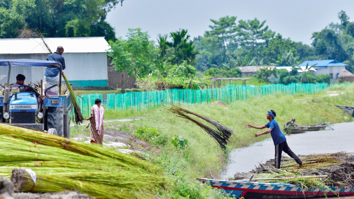Villagers haul jute stalks from boat to tractor in Assam