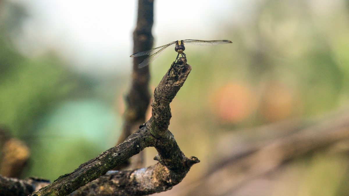 Dragonfly perches on dry branch in Siliguri