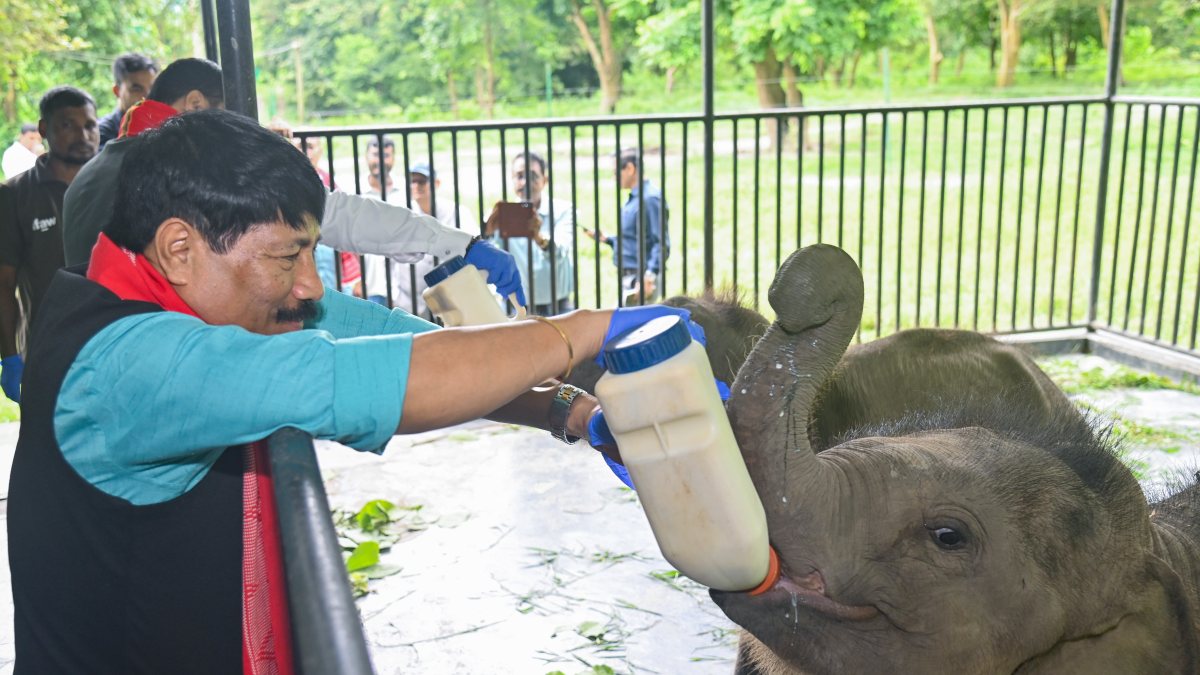 Assam minister feeds milk to elephant at Kaziranga centre