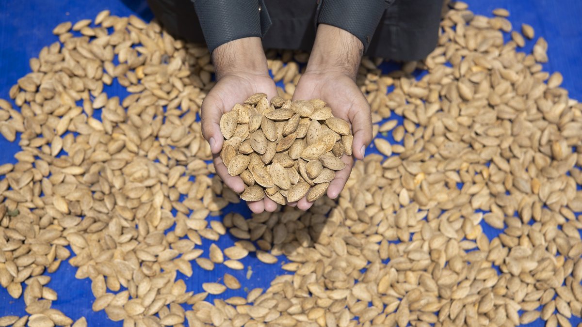 Kashmir farmer holds dried almonds during harvest in Pulwama