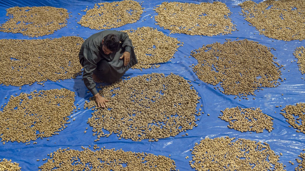 Kashmiri farmer dries almonds during harvest in Pulwama orchard