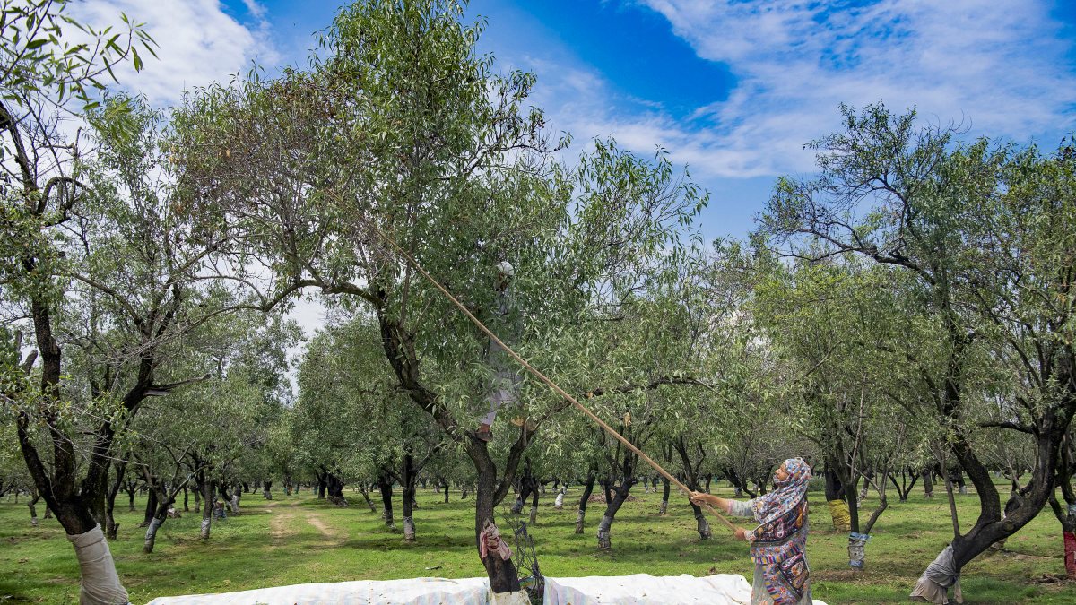 Kashmir farmer harvests almonds in Pulwama orchard