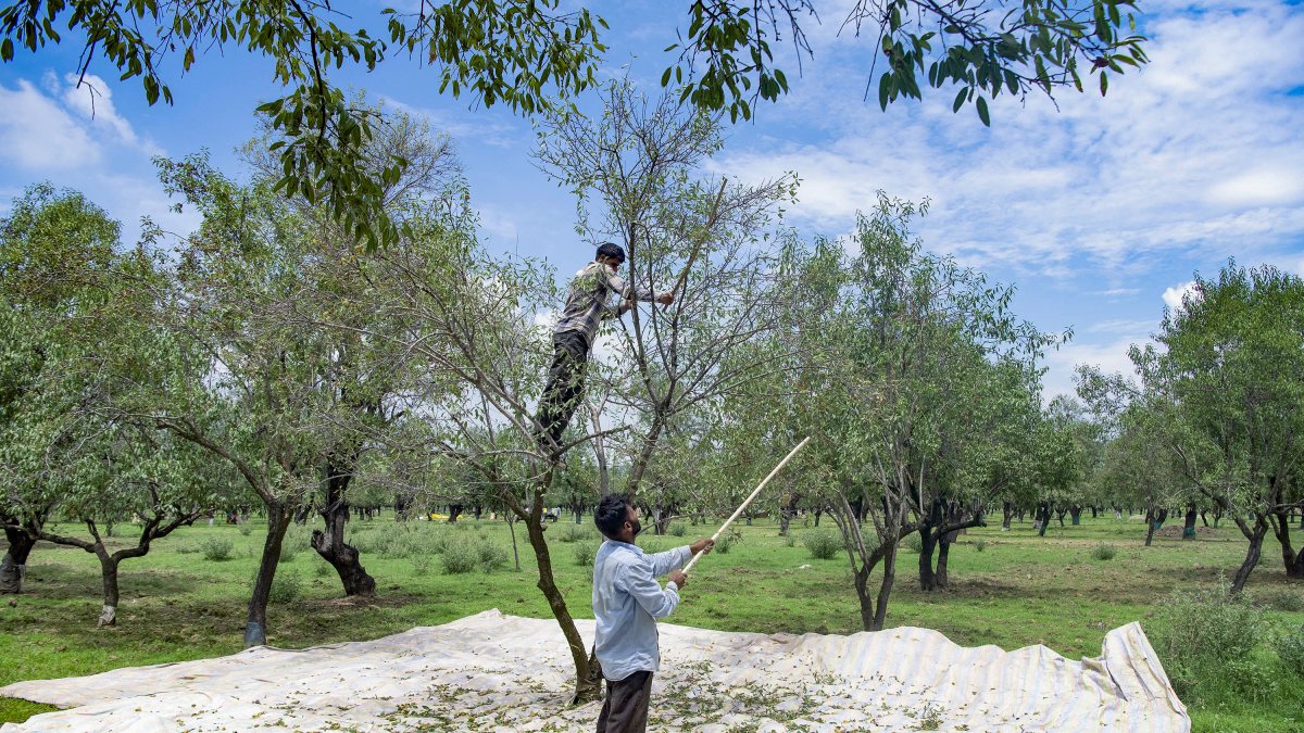 Kashmir farmer harvests almonds in Pulwama orchard