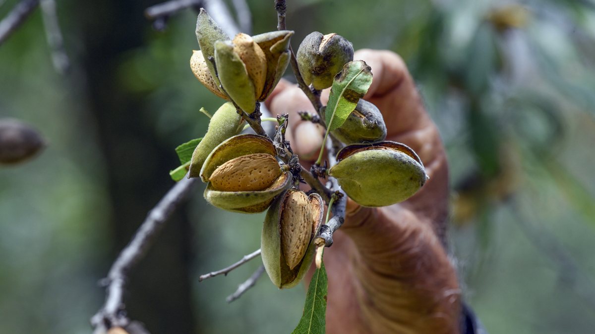 Kashmir's Pulwama sees fresh almond harvest in full swing
