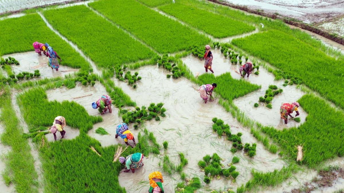 Farmers transplant paddy seedlings in a field at Tundi, in Dhanbad on Sunday.